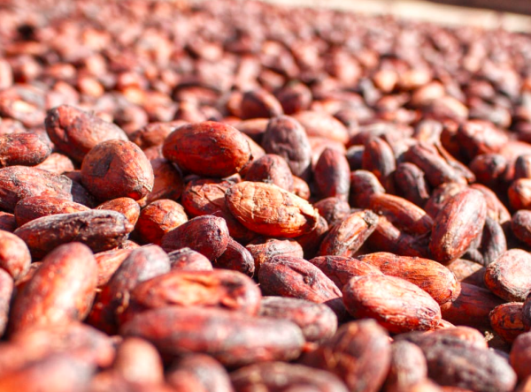 Tour del chocolate - Imagen 5