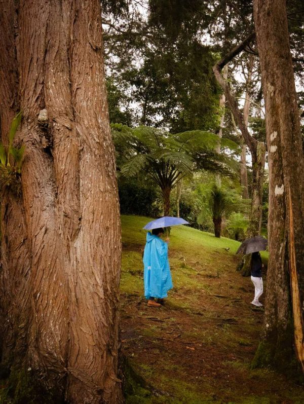 Alma del Bosque - Imagen 10