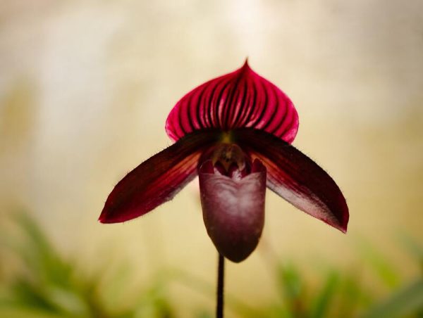 Alma del Bosque - Imagen 3