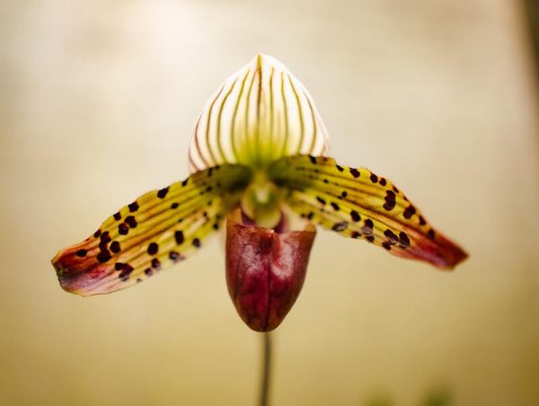 Alma del Bosque - Imagen 5