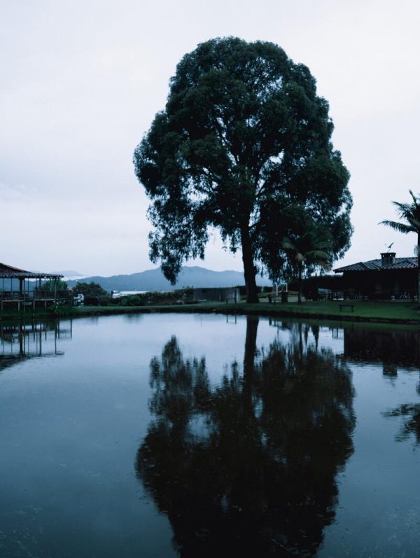 Alma del Bosque - Imagen 4