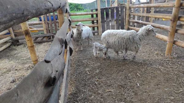 Experiencia agroecológica en granja - Imagen 4