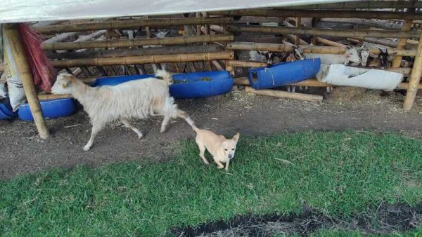 Experiencia agroecológica en granja - Imagen 2