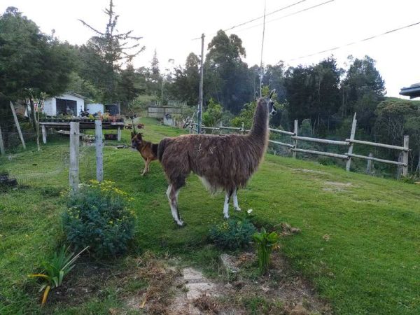 Experiencia agroecológica en granja - Imagen 11