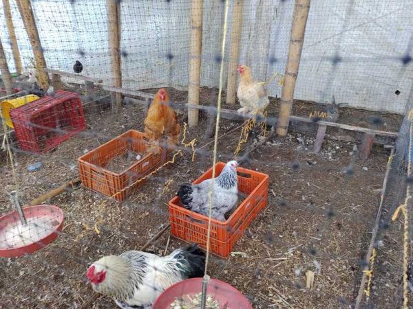 Experiencia agroecológica en granja - Imagen 10