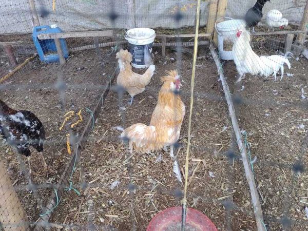 Experiencia agroecológica en granja - Imagen 9