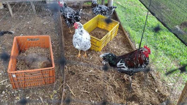 Experiencia agroecológica en granja - Imagen 8
