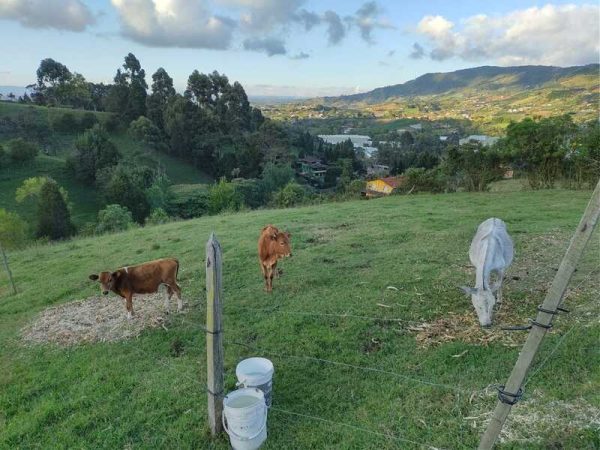 Experiencia agroecológica en granja - Imagen 7