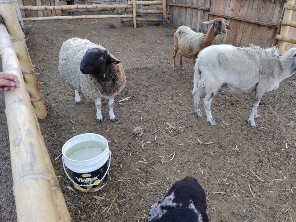 Experiencia agroecológica en granja - Imagen 6