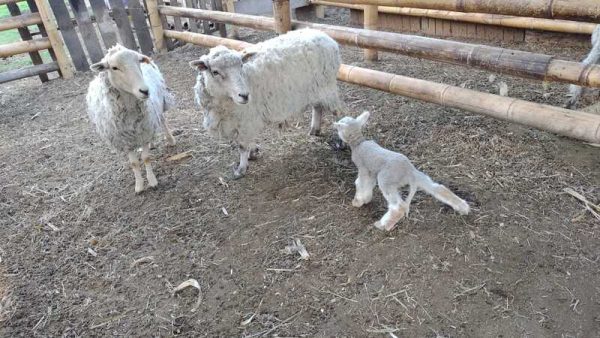 Experiencia agroecológica en granja - Imagen 5