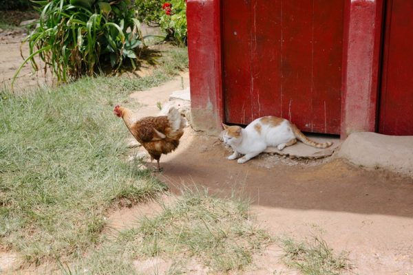 Visita el Ecoparque Los Saltos - Imagen 7