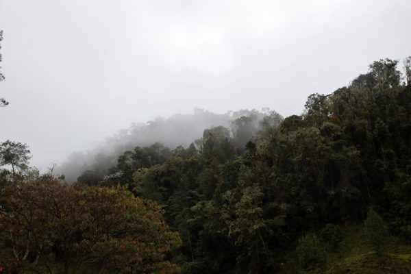 Viaje al hábitat del Colibrí del Sol - Imagen 15