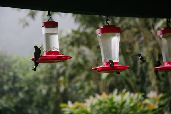 Viaje al hábitat del Colibrí del Sol - Imagen 4