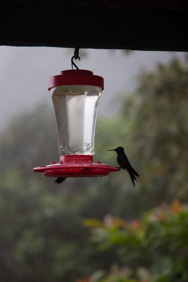 Viaje al hábitat del Colibrí del Sol - Imagen 11