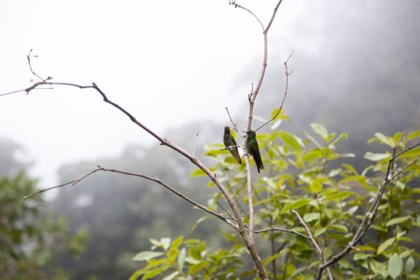 Viaje al hábitat del Colibrí del Sol - Imagen 13