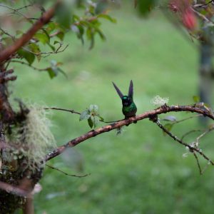 Viaje al hábitat del Colibrí del Sol