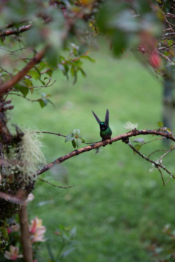 Viaje al hábitat del Colibrí del Sol