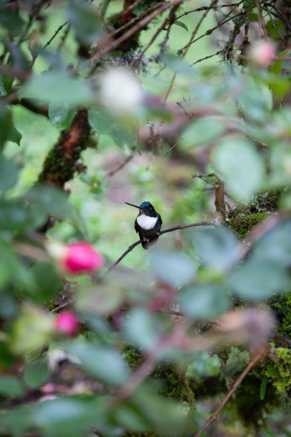 Viaje al hábitat del Colibrí del Sol - Imagen 9