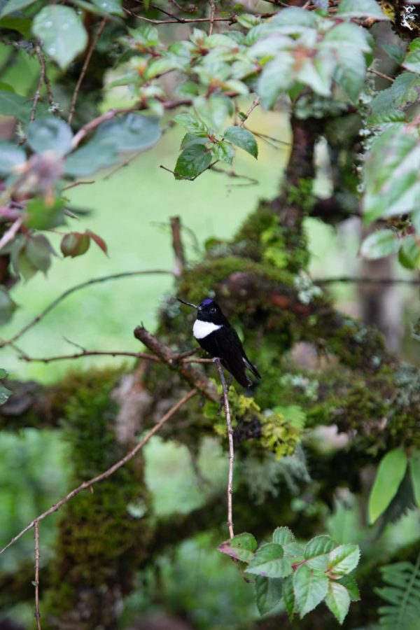 Viaje al hábitat del Colibrí del Sol - Imagen 6