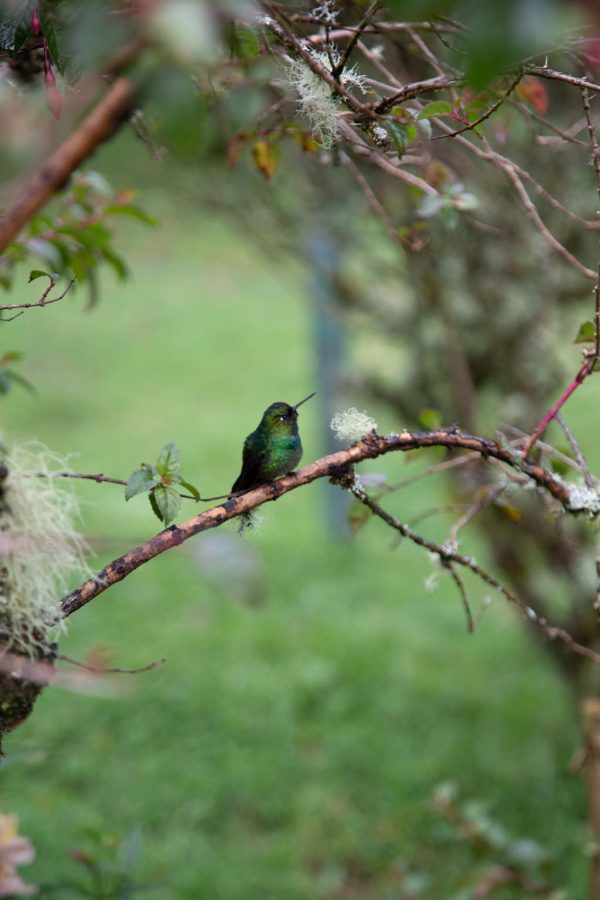 Viaje al hábitat del Colibrí del Sol - Imagen 7