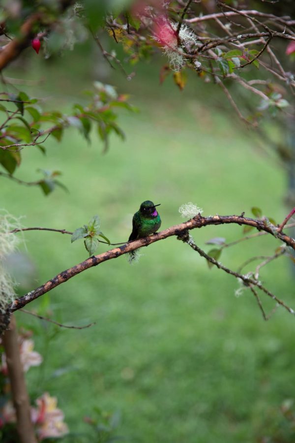 Viaje al hábitat del Colibrí del Sol - Imagen 8