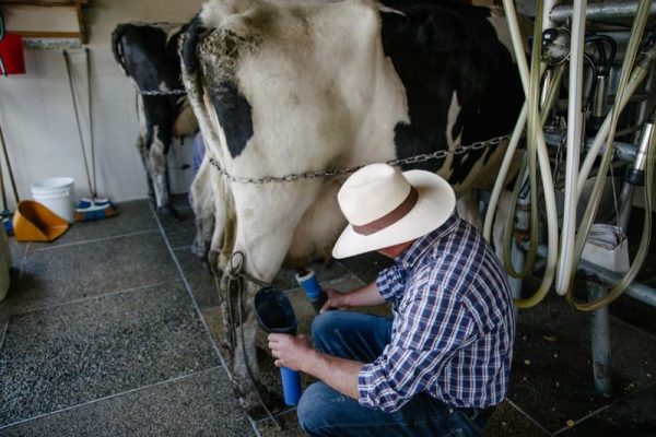 La ranchera: una finca lechera - Imagen 4