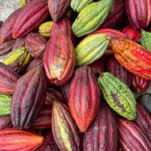 Tour del chocolate