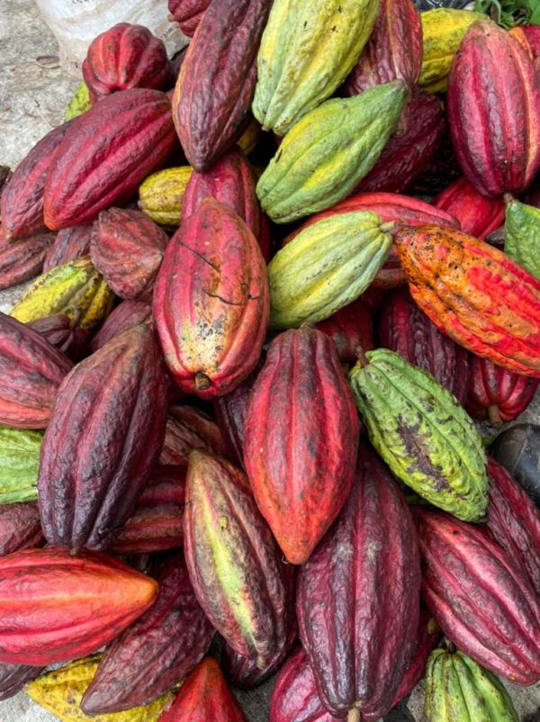 Tour del chocolate